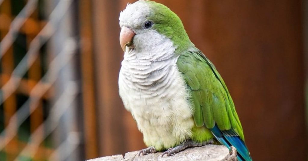 How Long Can a Parakeet Go Without Food 