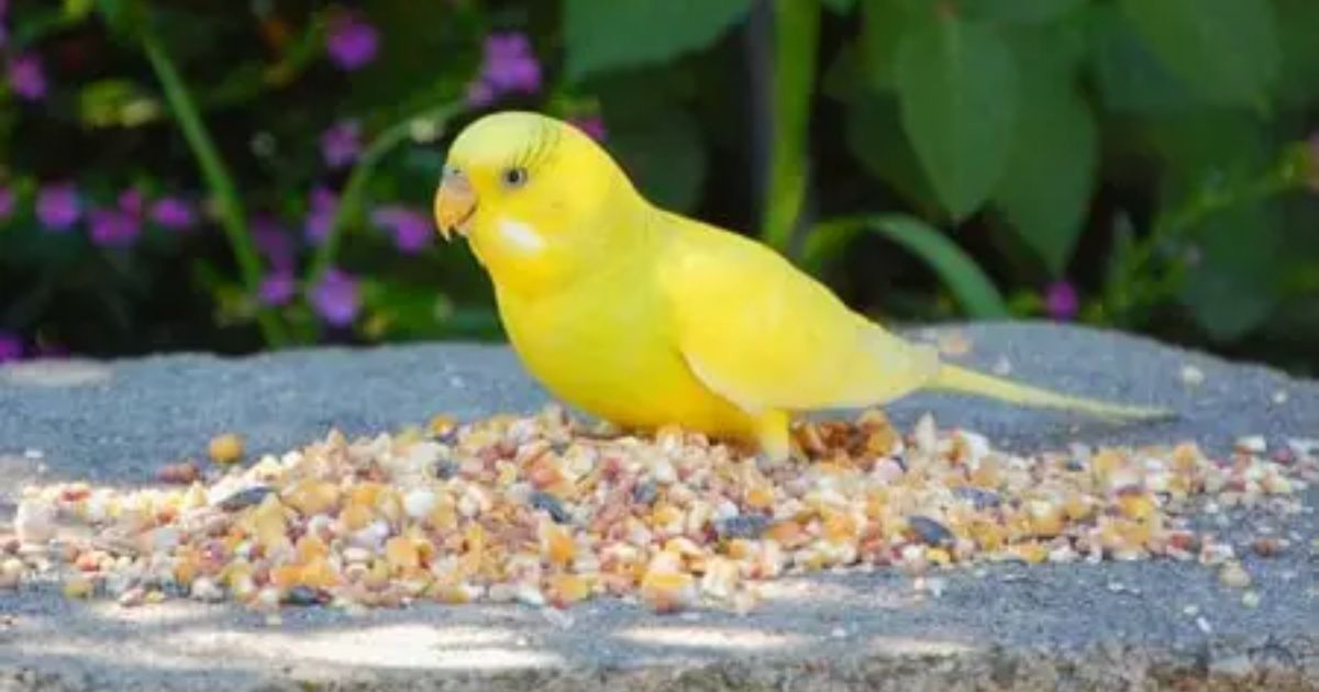 How Long Can a Parakeet Go Without Food