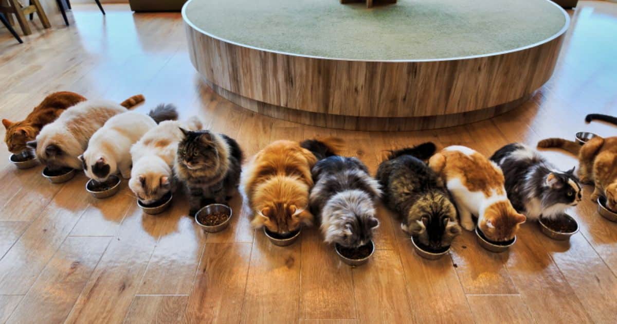 How To Keep Cats From Eating Each Others Food