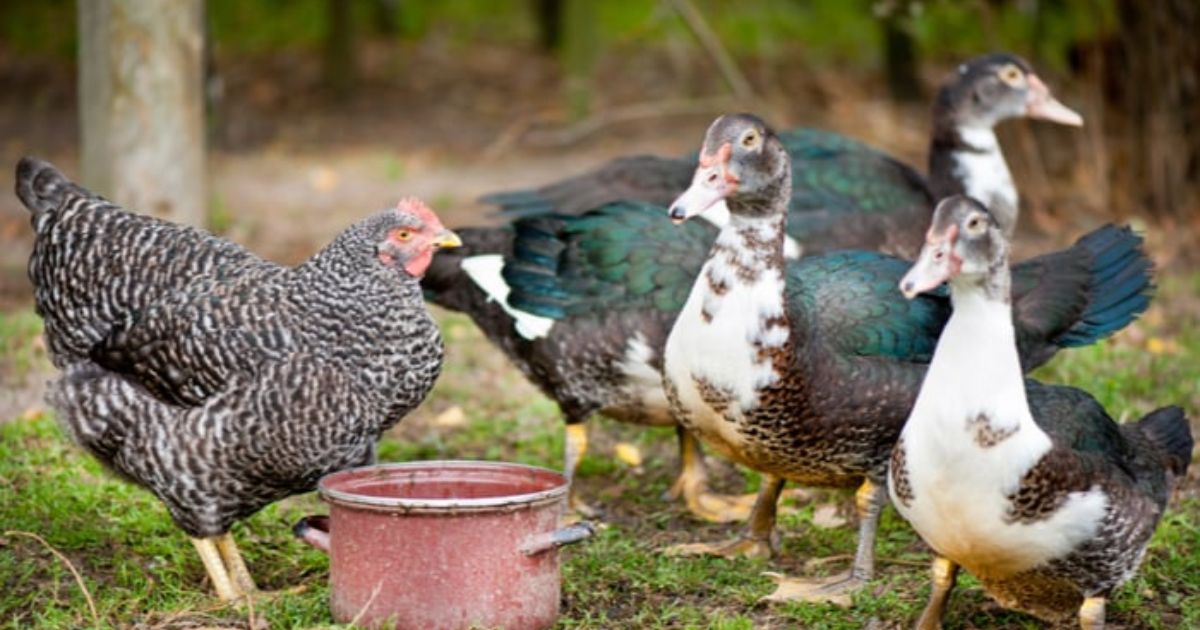 Is Duck Healthier than Chicken?