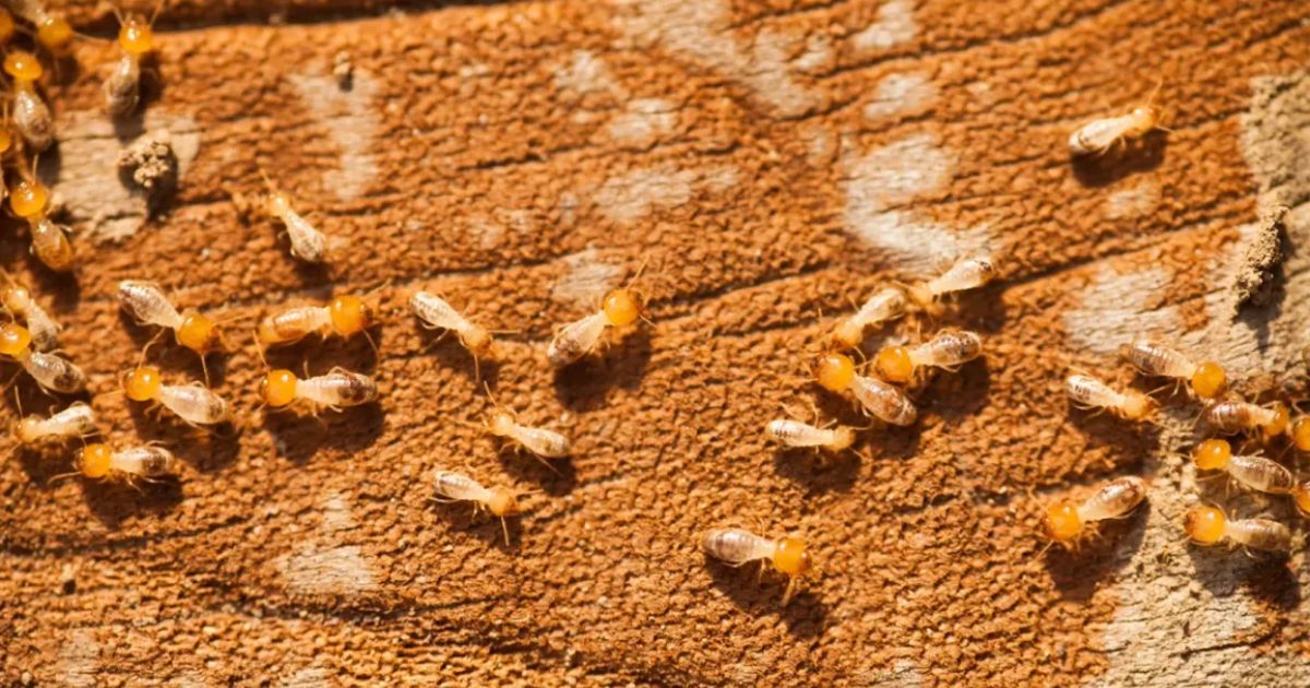 Do Termites Cause Health Problems?