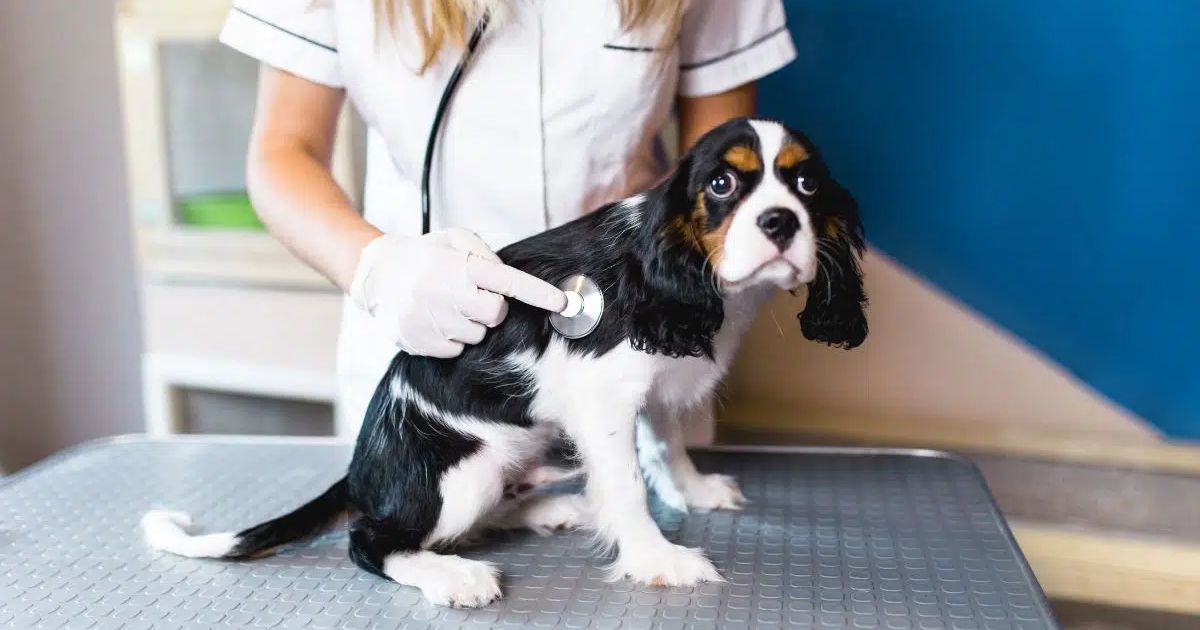 How To Ensure Your Cavalier Puppy Has No Health Problems?
