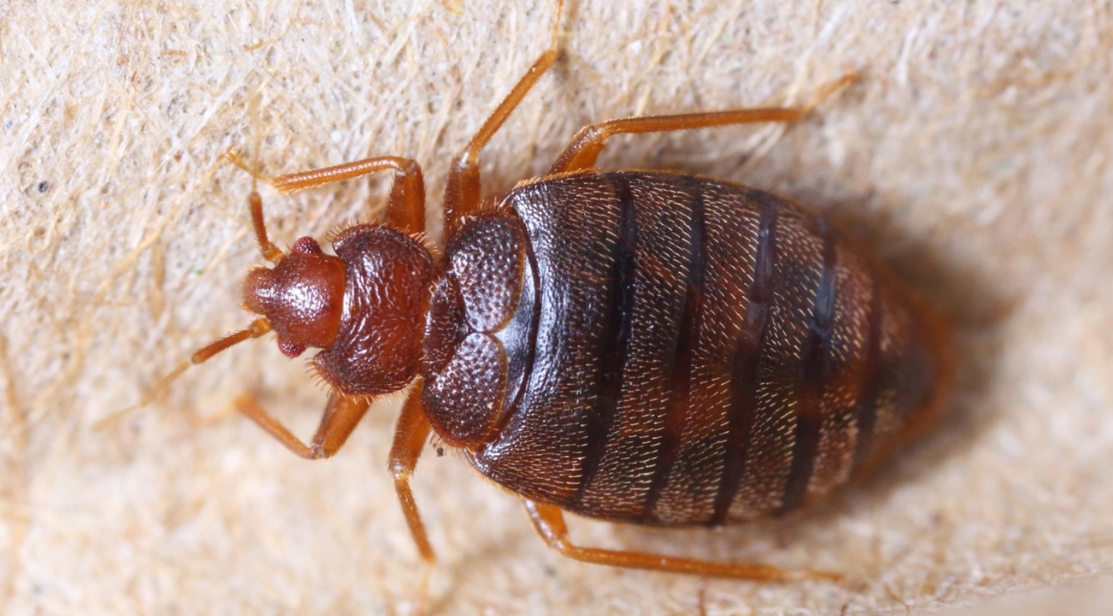 Bed Bug Bites: Causes, Symptoms, and Treatments Explained